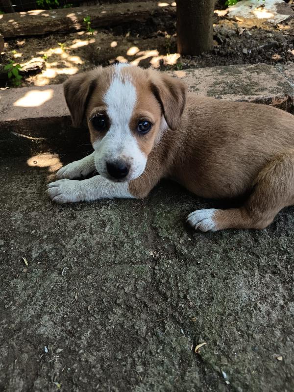 💛Birillo, Splendido Dolce Cucciolo, Cerca Condivisioni E Adozione 🏠